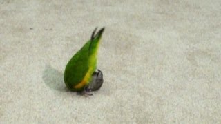 Kili Senegal Parrot - Does Somersault Flip Over Trick
