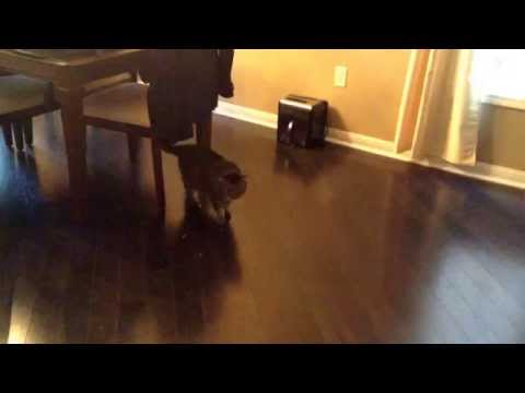 Mario Cat running from the bag