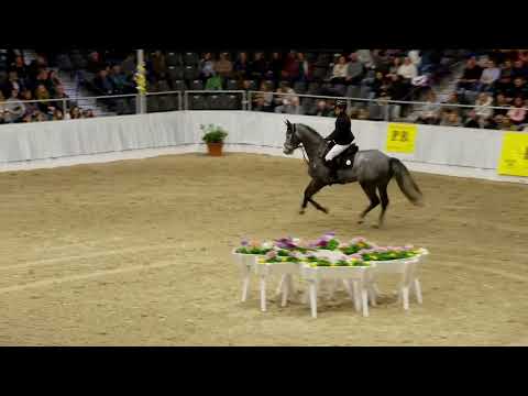 19 Classico's Champion und 20 Untited Power_PB Schau Verden 2023