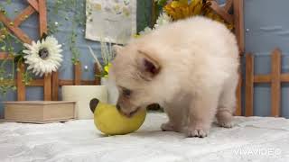 ハーフ犬の動画01