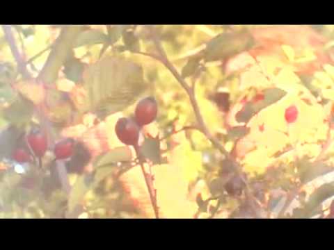 I Camillas - La canzone del pane