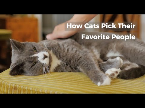 HOW DO CATS CHOOSE THEIR FAVORITE PERSON?