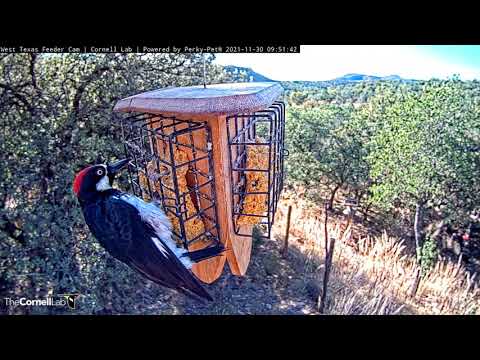 Scrub Jay And Acorn Woodpecker Fill Up On Suet In West Texas – Nov. 30, 2021