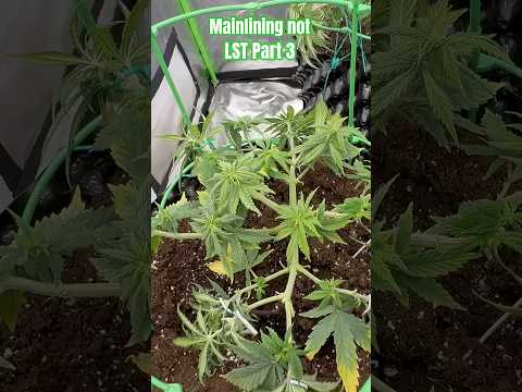 Mainlining + Topping part 3 #weed #cannabiseducation  #shorts  #dope  #viralvideo  #grow