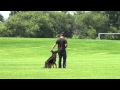 German Shepherd Blind Search, Bark and Hold Dog Training Demo German Shepherd Blind Search, Bark and Hold Dog Training Demo