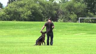 German Shepherd Blind Search, Bark and Hold Dog Training Demo