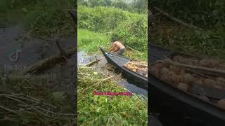 Download lagu bawa ribuan kelapa,#pompong #riauallvlog mp3 Download lagu bawa ribuan kelapa,#pompong #riauallvlog mp3