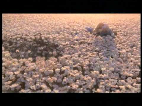 Flora BY GUCCI EAU FRAîCHE TVC