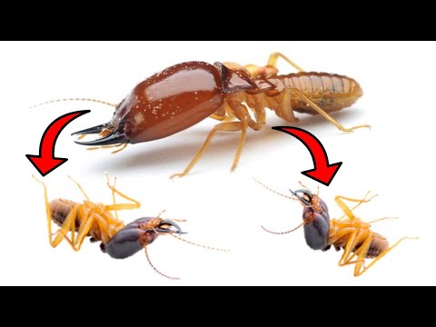 How To Get Rid Of TERMITES Fast & Easily Yourself At Home