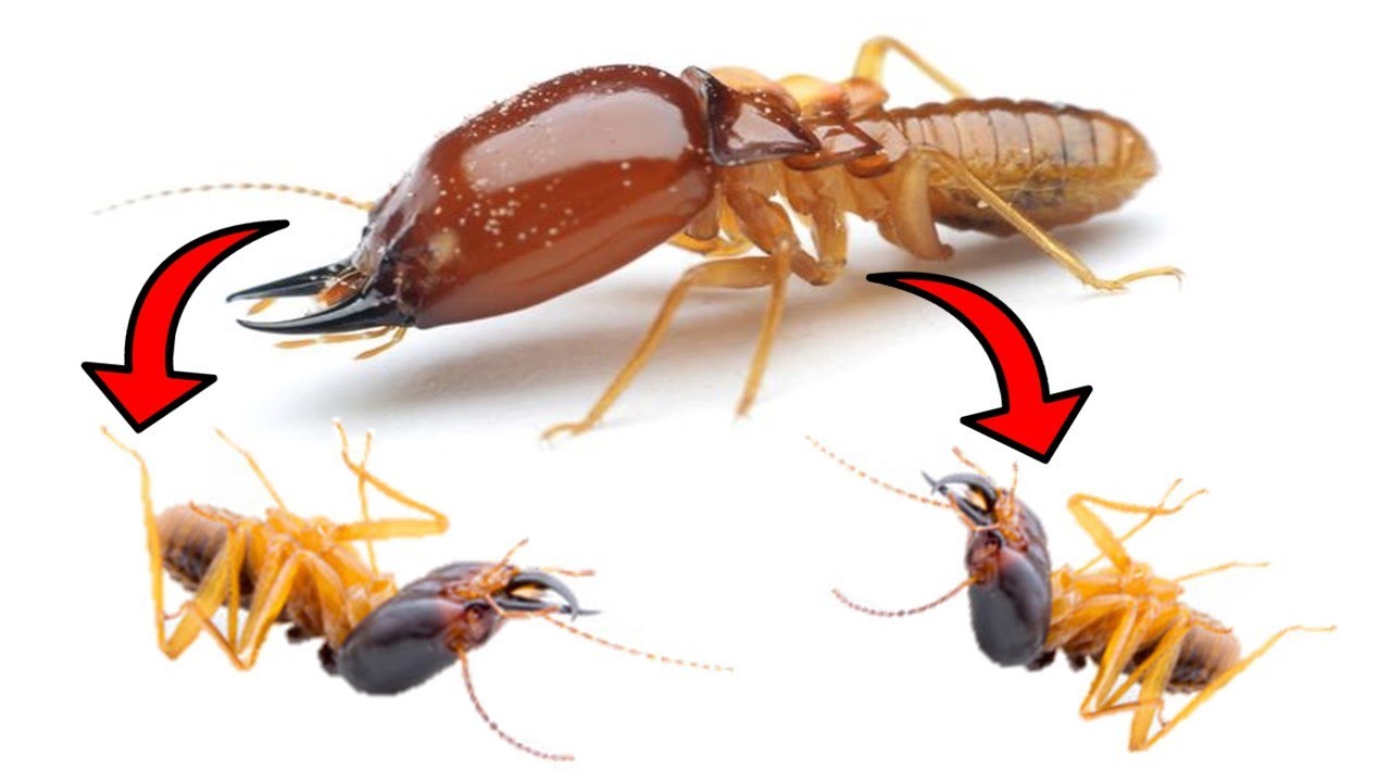 How To Get Rid Of TERMITES Fast & Easily Yourself At Home