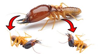 How To Get Rid Of TERMITES Fast & Easily Yourself At Home