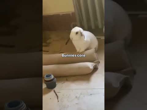 Les lapins au cœur des moments drôles
