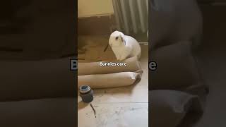 Les lapins au cœur des moments drôles