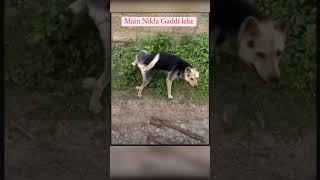 Download lagu # Main Nikla Gaddi leke #funny video#song ?gadar 2 mp3 Download lagu # Main Nikla Gaddi leke #funny video#song ?gadar 2 mp3