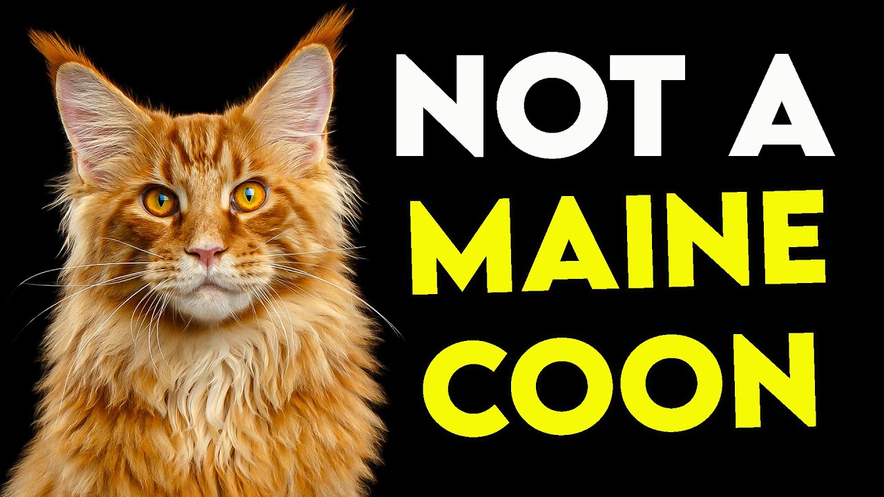 How to Tell If Your Cat Is a MAINE COON: ULTIMATE Guide