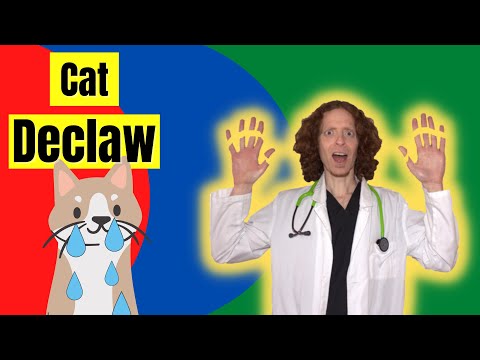 Why You Should Not Declaw Your Cat | Veterinarian explains