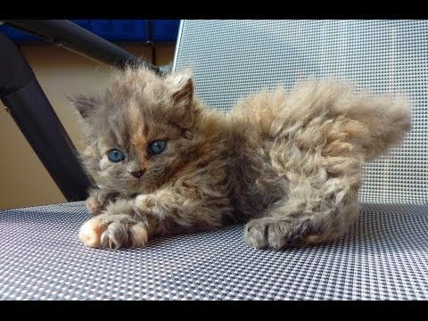 download lagu mp3 mp4 Selkirk Rex Kitten, download lagu Selkirk Rex Kitten gratis, unduh video klip Selkirk Rex Kitten
