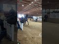 2023 Spring Dutch Harness Auction With David Miller #auctioneer #auctionswork