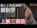 【上腕三頭筋】効率的に太い腕を作る!【筋トレのための簡単解剖学】