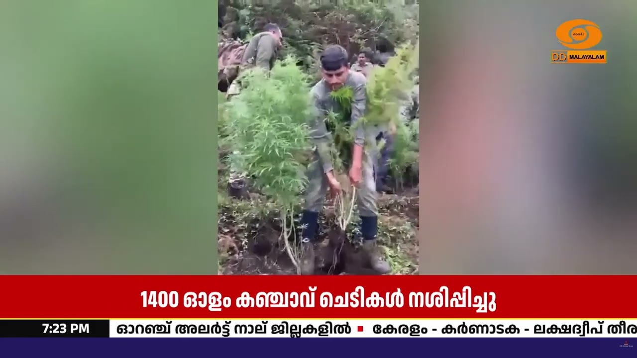 അട്ടപ്പാടിയിൽ വൻ കഞ്ചാവ് ചെടി വേട്ട; 1,400-ഓളം ചെടികൾ നശ
