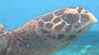 Latin chillout acid jazz