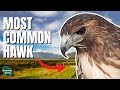 Red Tailed Hawk America S Most Iconic Raptor