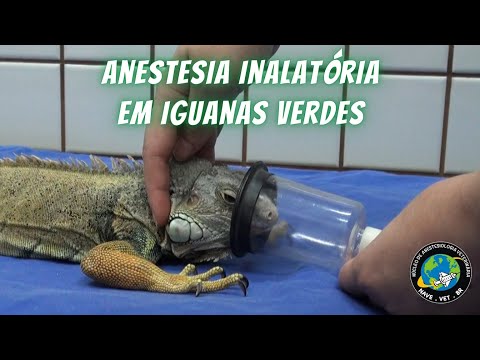 🦎  ANESTESIA em LAGARTOS (Iguanas verdes)