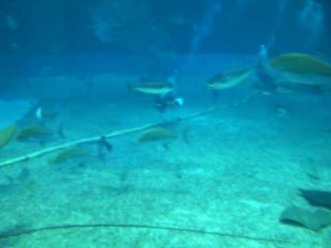 沖縄美ら海水族館でマグロが激突死！