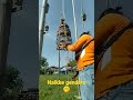 Proses Penaikan Burung Perkutut Di Gantangan Kerekan Shortvideo