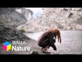 WALLA - Nature 