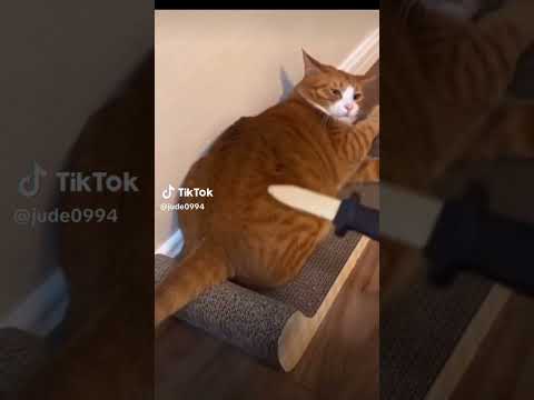 meme of the day part 3