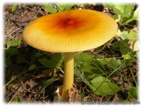 Приморские Грибы Съедобные Фото И Названия