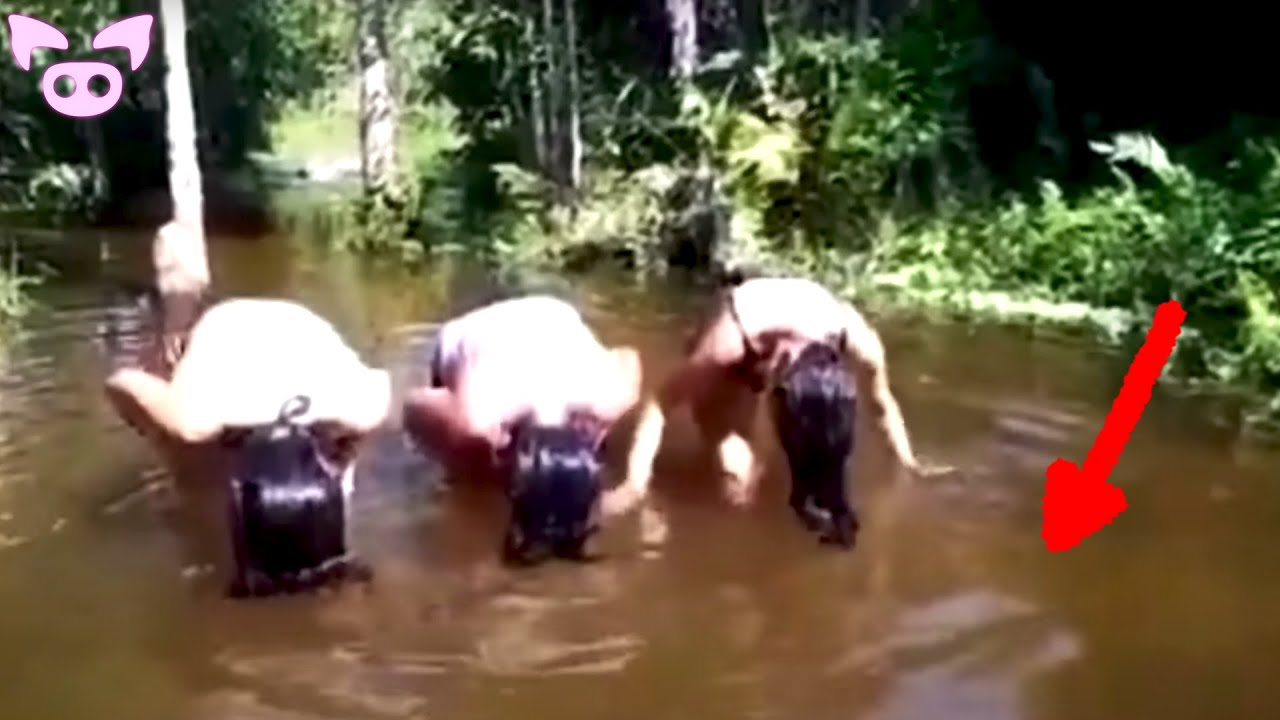 Creepy Videos on the Internet That Shouldn’t Exist