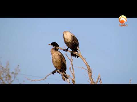 Animal Languages - Animals have their own languages-Miracles of Quran #HUDATV