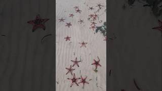 Starfish Beach in Phu Quoc Island #shorts