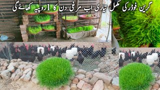 Free range Australorp hen farming in pakistan||how to grow hydroponic fodder hens farming||Asim Faiz