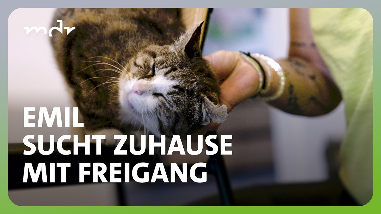Der tierische Fall der Woche: Kater Emil aus Meiningen | Tierisch tierisch | MDR