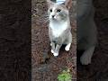 After The Scratch Feral Gray Tabby Cat Shorts