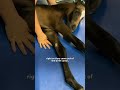 Baby Horse Who Couldn T Walk Surprises Everyone The Dodo