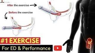 🤷🏼‍♂️ #1 Exercise For Preventing Erectile Dysfunction & Improving Your Performance  In The Bedroom