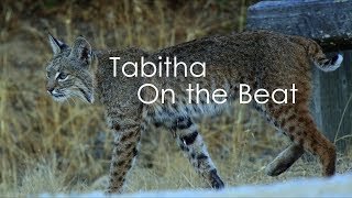 Tabitha: On the Beat