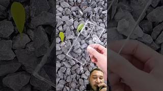 Download lagu looking for a cell phone in a rock‼️@TrendyTechReviewShow #shorts #viral #fyp #viralvideo mp3