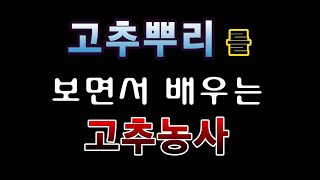 [텃밭농부.765]  고추뿌리를 보면서 고추농사를 공부한다 #고추재배