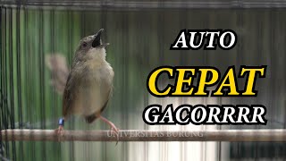 Download lagu PANCINGAN CIGUN AGAR CEPAT GACOR mp3