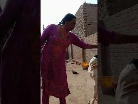 Bully kutta in pakistan Madam Shazia faqeer name thoko 2