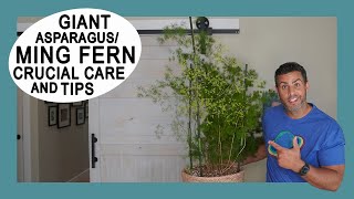 Houseplant Trends 2021: My GIANT Ming Fern (Asparagus Retrofractus Fern) Crucial Care Tips and More!