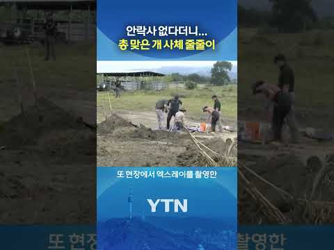 美 동물보호소가 숨겨온 진실 #shorts / YTN