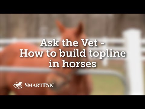 Ask the Vet - How to build topline in horses