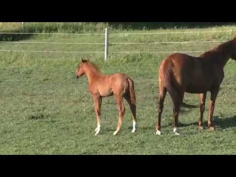 Liberace - For Sale (Livaldon x Westporte x Belisar) 2016 Hanoverian Colt