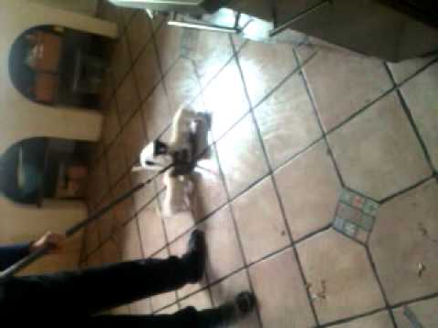 Vaske gulv med hvalpene